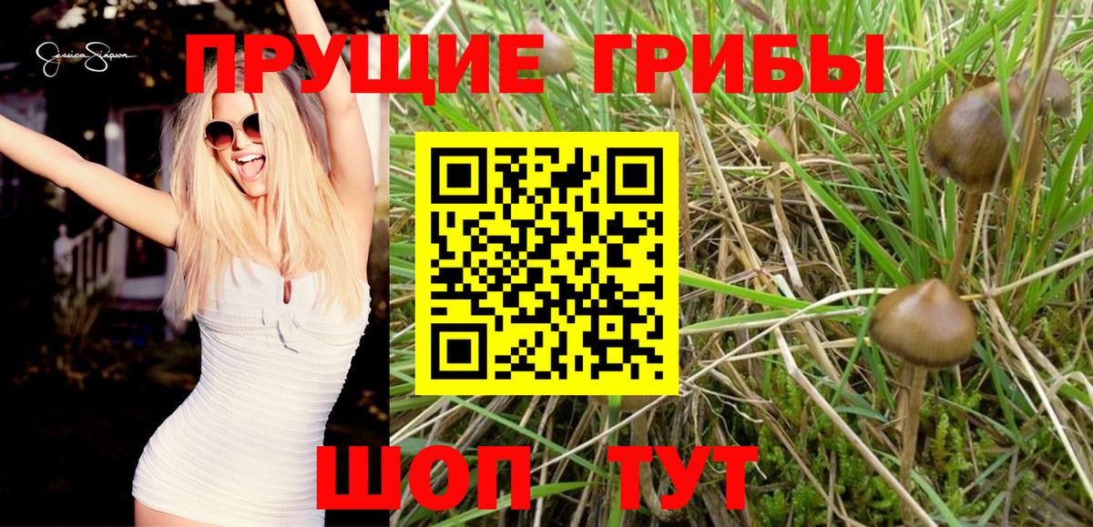 Псилоцибиновые грибы GOLDEN TEACHER Сергиев Посад